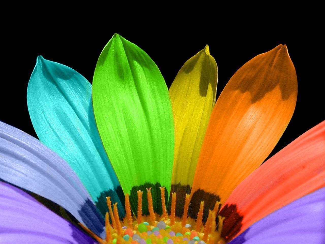 Bright Flower Wallpapers Wallpaper Cave