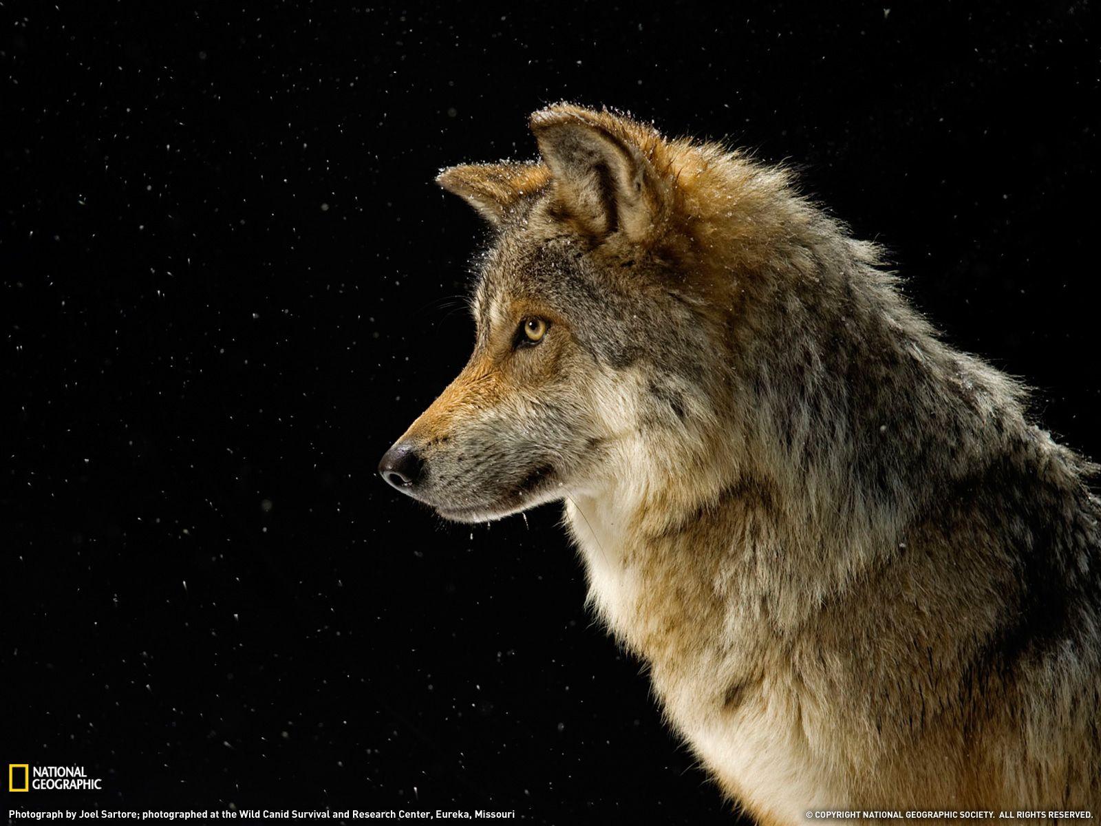 Gray Wolf Wallpapers Wallpaper Cave