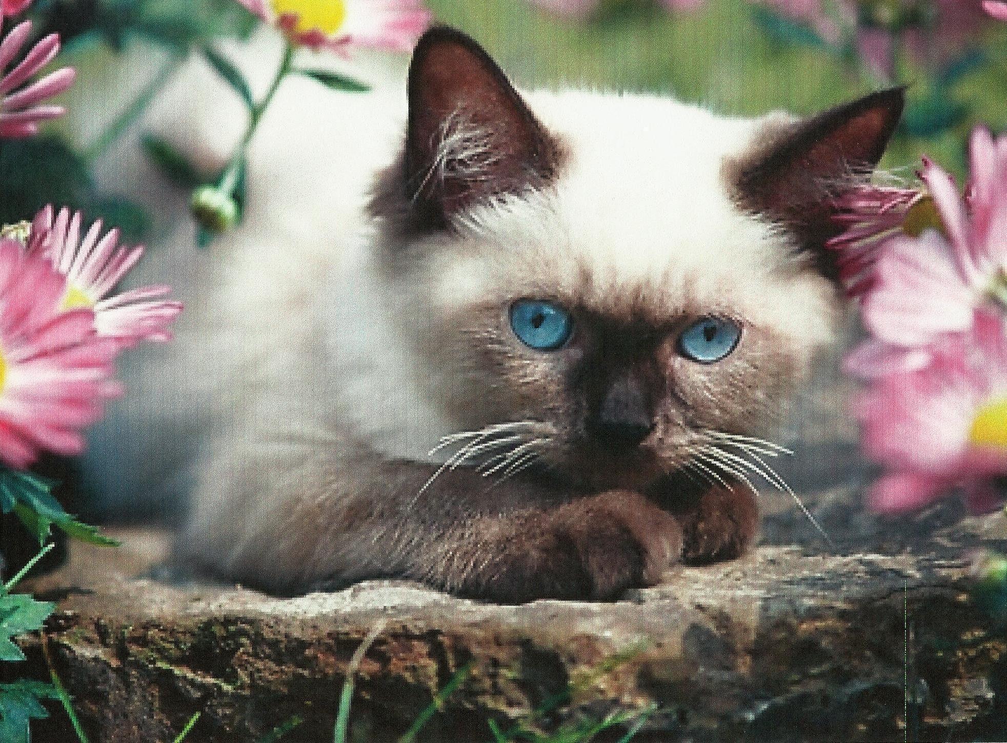 Siamese Kitten Wallpapers Wallpaper Cave