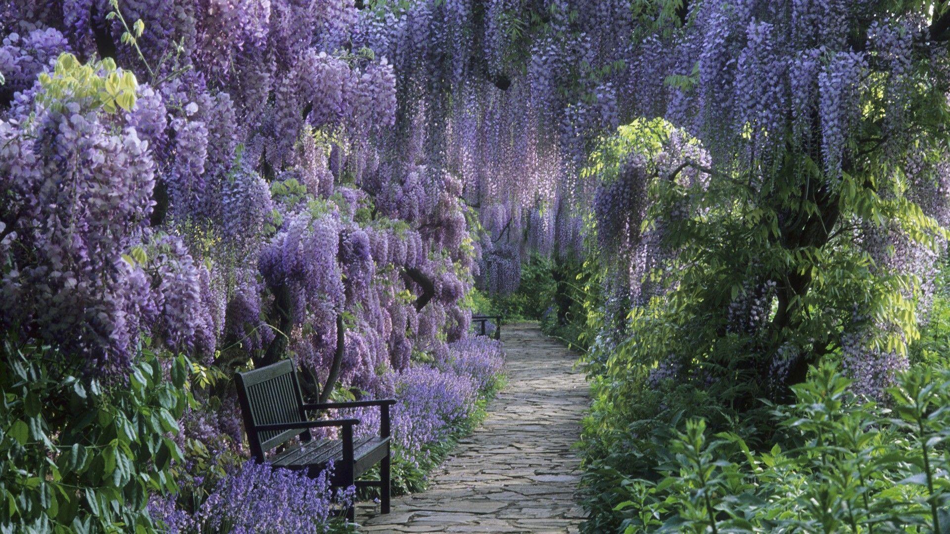 Wisteria Wallpapers Wallpaper Cave