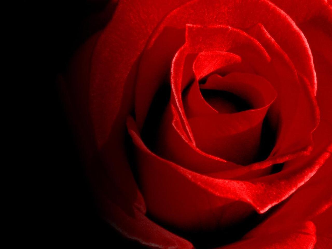 Red Rose Black Backgrounds Wallpaper Cave