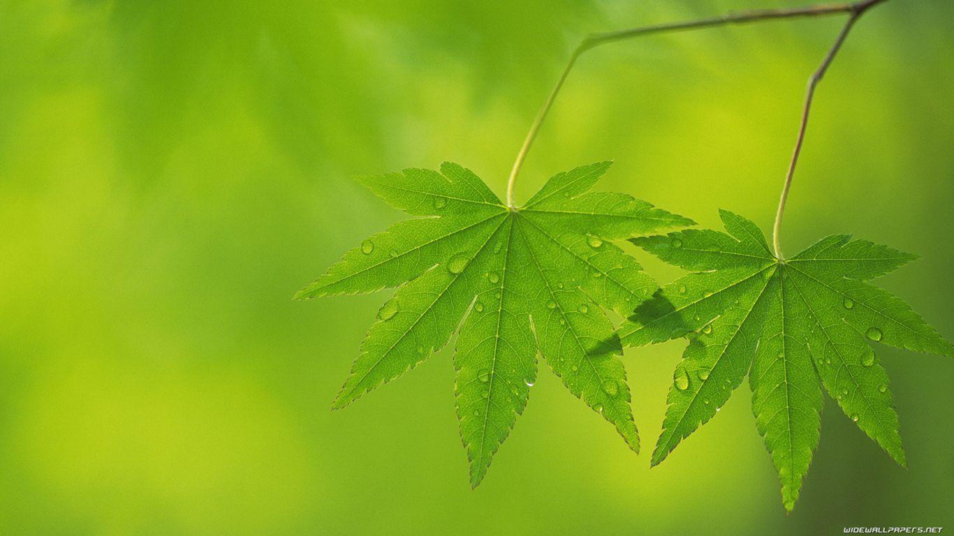 Light Green Wallpapers Wallpaper Cave