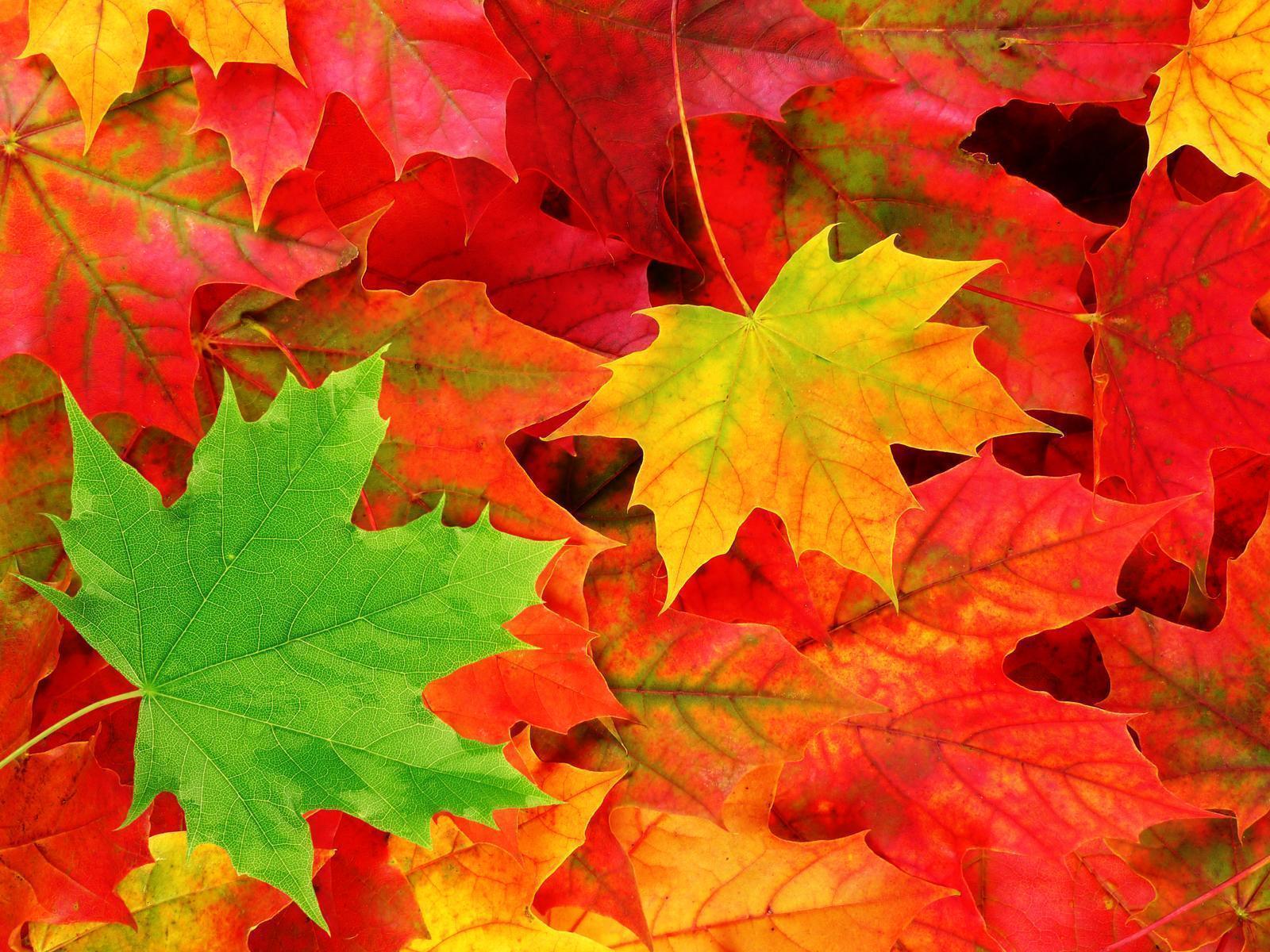 Fall Leaves Wallpapers Wallpaper Cave