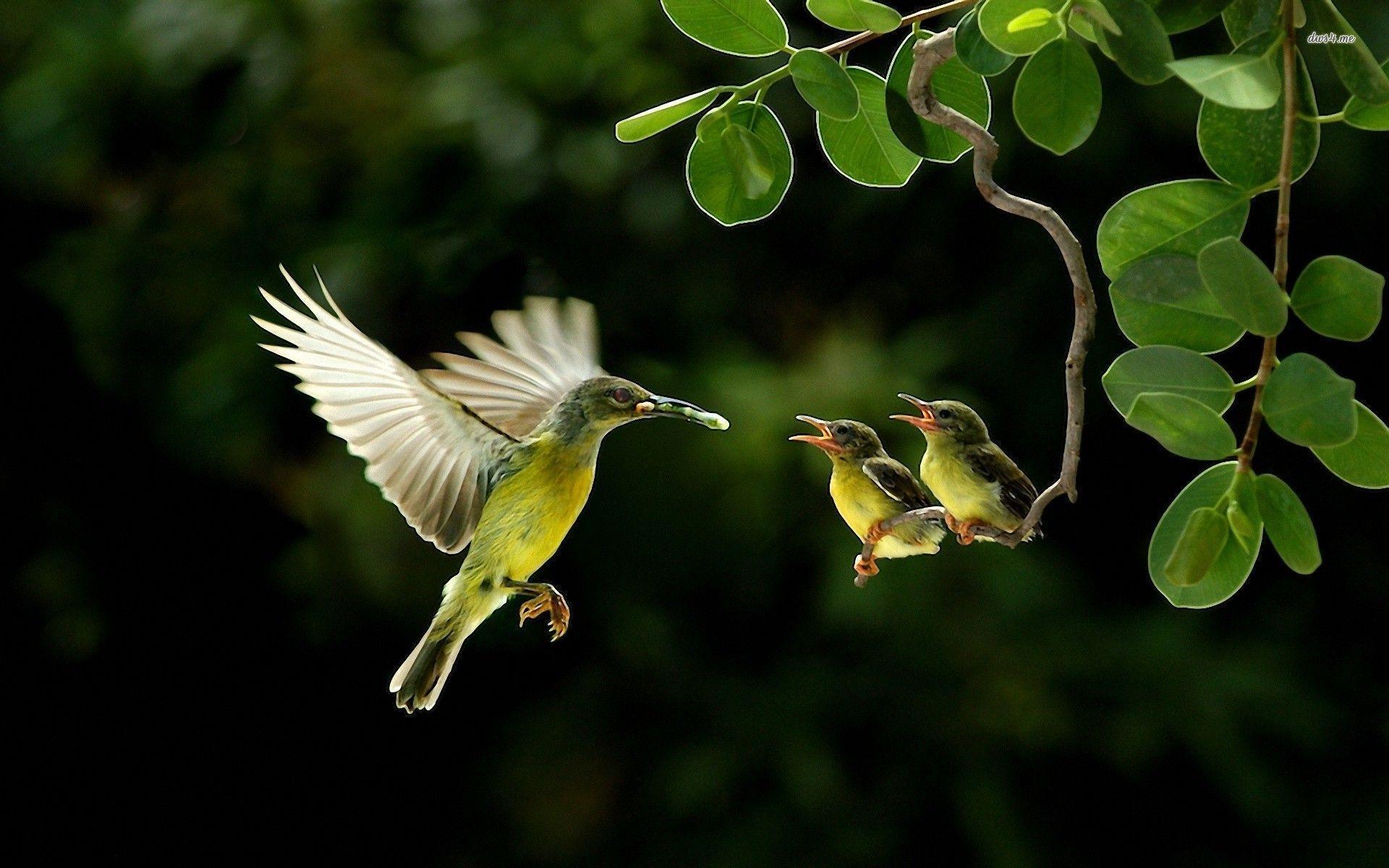 Hummingbird Wallpaper Backgrounds Wallpaper Cave