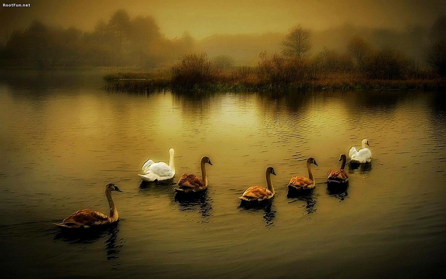 Ducks Wallpapers Wallpaper Cave