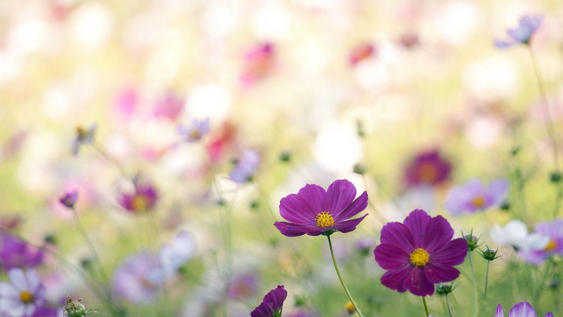 Wild Flowers Wallpapers Wallpaper Cave