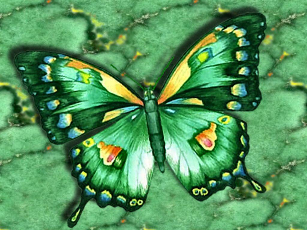 Green Butterfly Wallpapers Wallpaper Cave