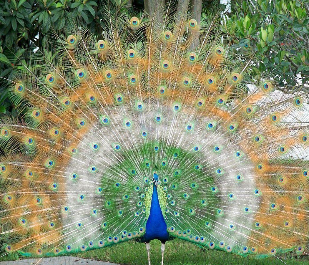 White Peacock Wallpapers Wallpaper Cave