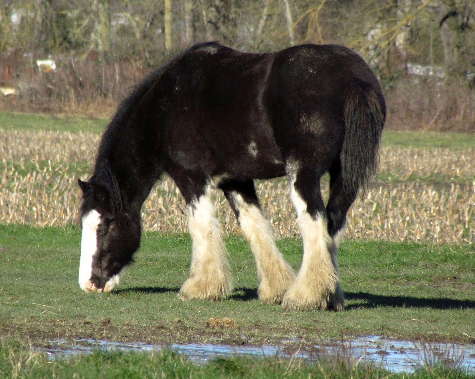 Clydesdale Wallpapers Wallpaper Cave