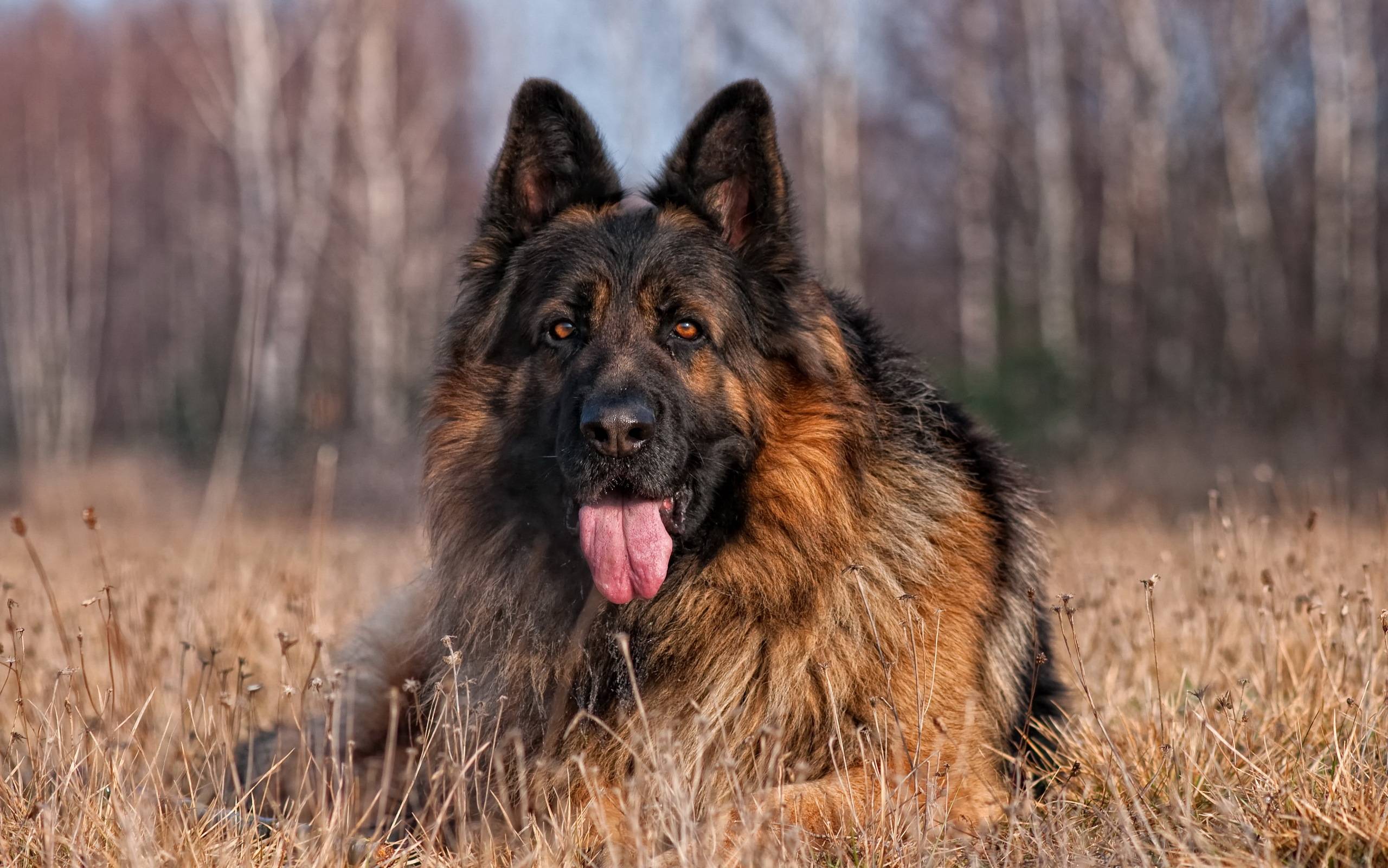 German Shepherd Wallpapers Wallpaper Cave