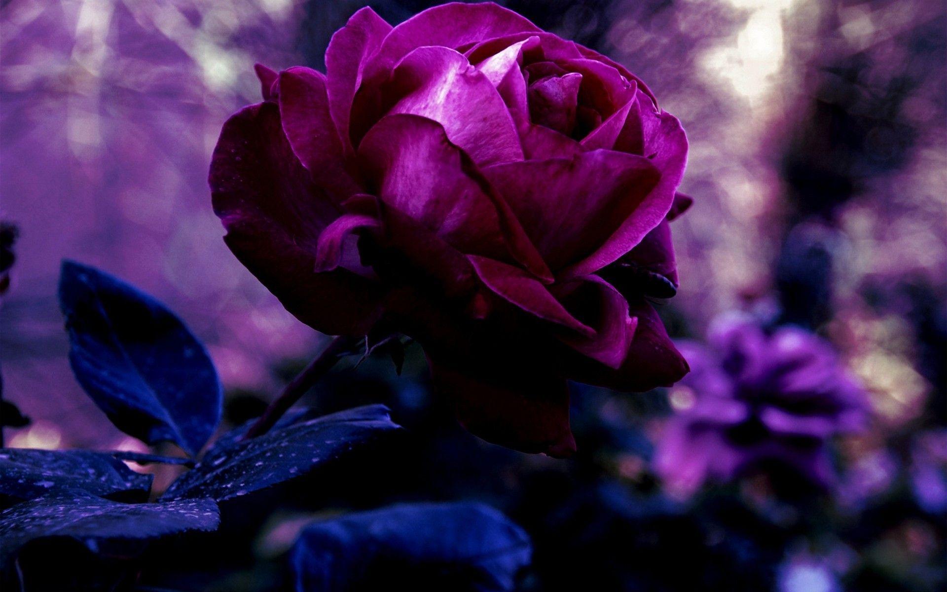 Purple Roses Wallpapers Wallpaper Cave