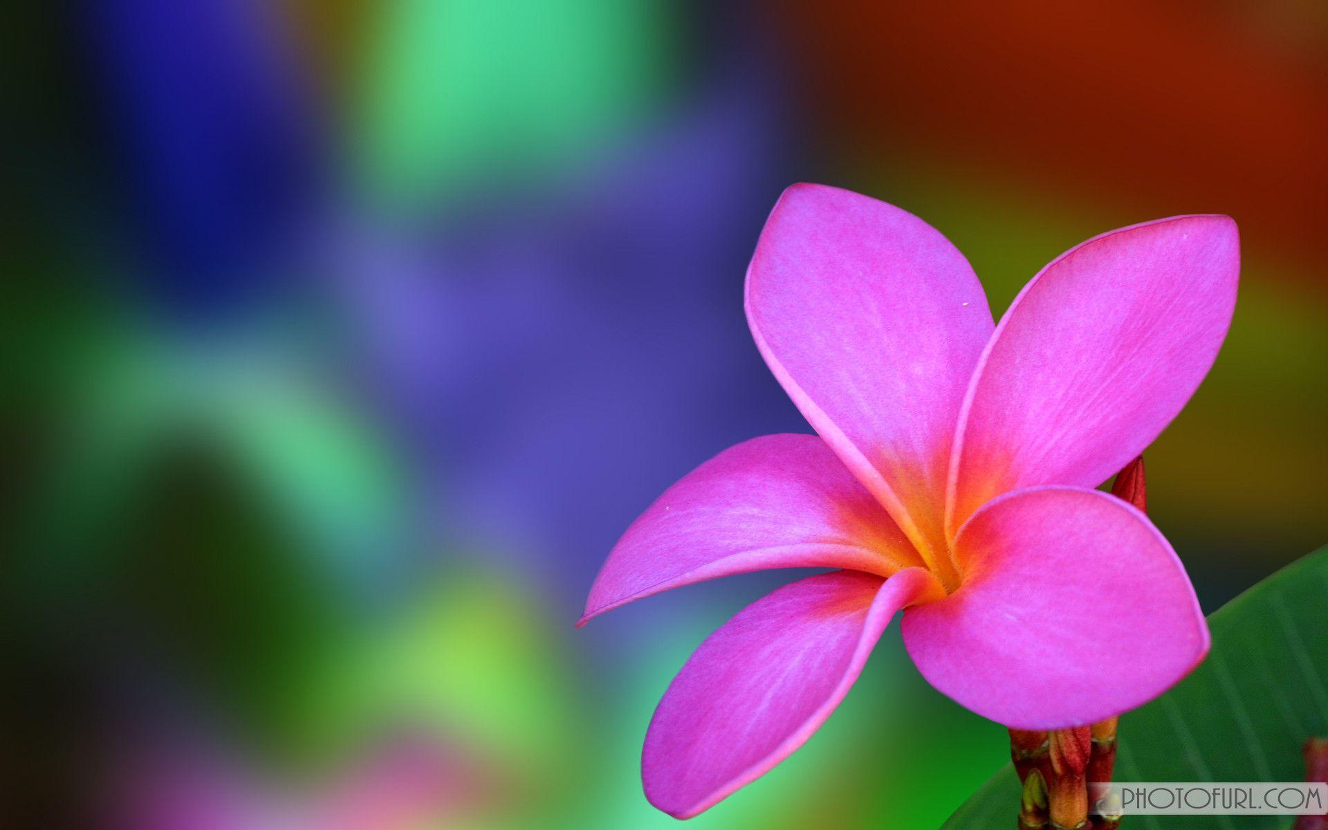 Flower Wallpapers For Computer Wallpaper Cave