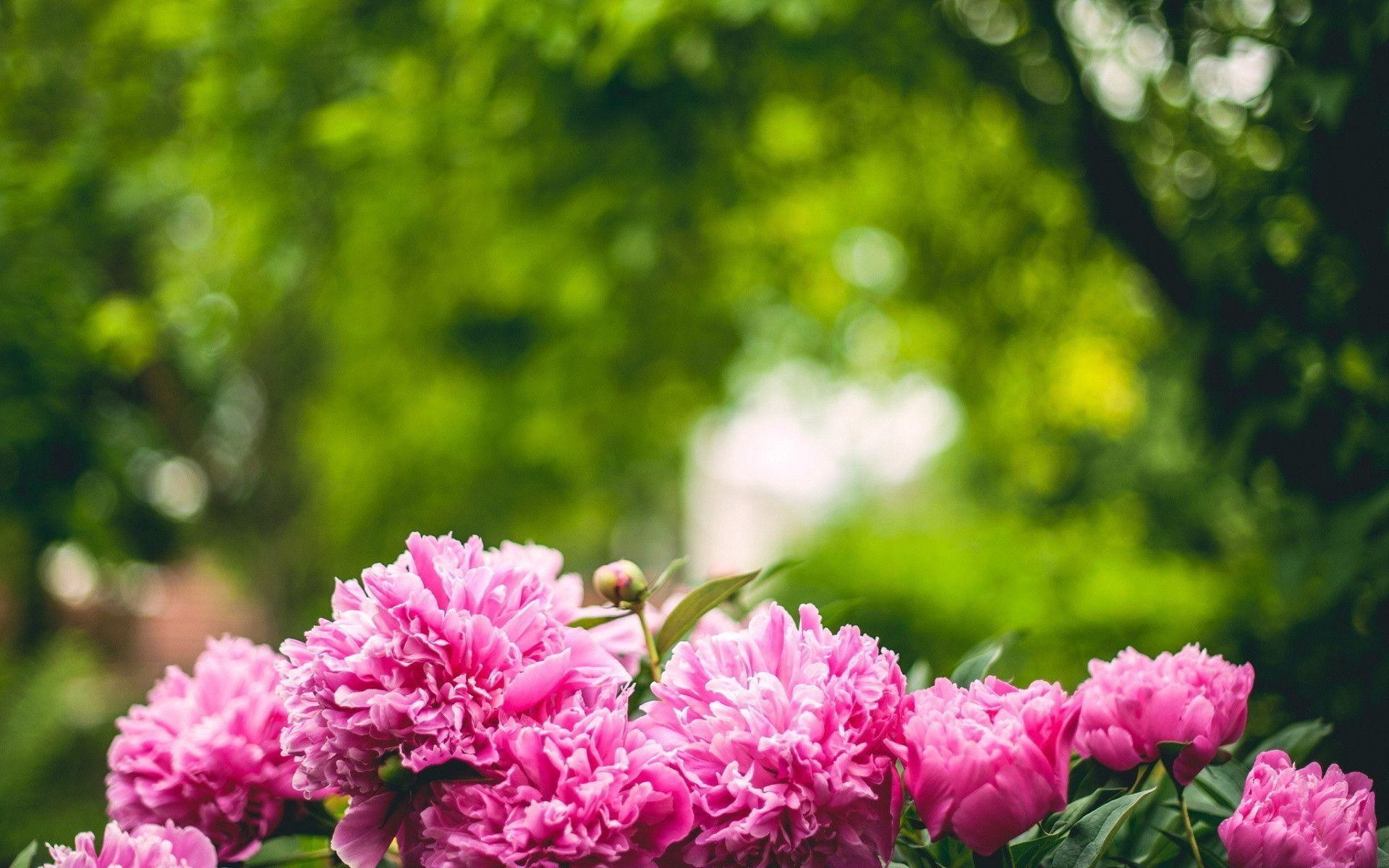 Peonies Wallpapers Wallpaper Cave