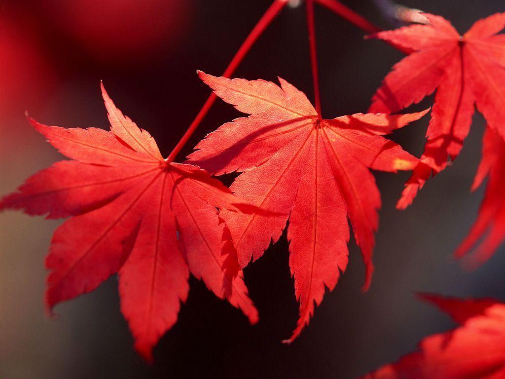 Red Leaves Wallpapers Wallpaper Cave