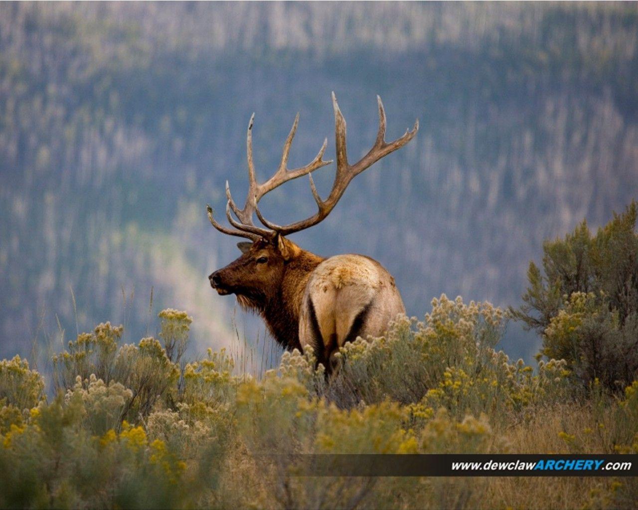 Elk Wallpapers Wallpaper Cave