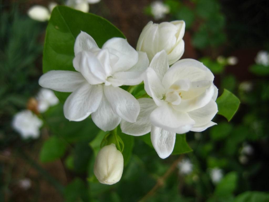Jasmine Flower Wallpapers Wallpaper Cave