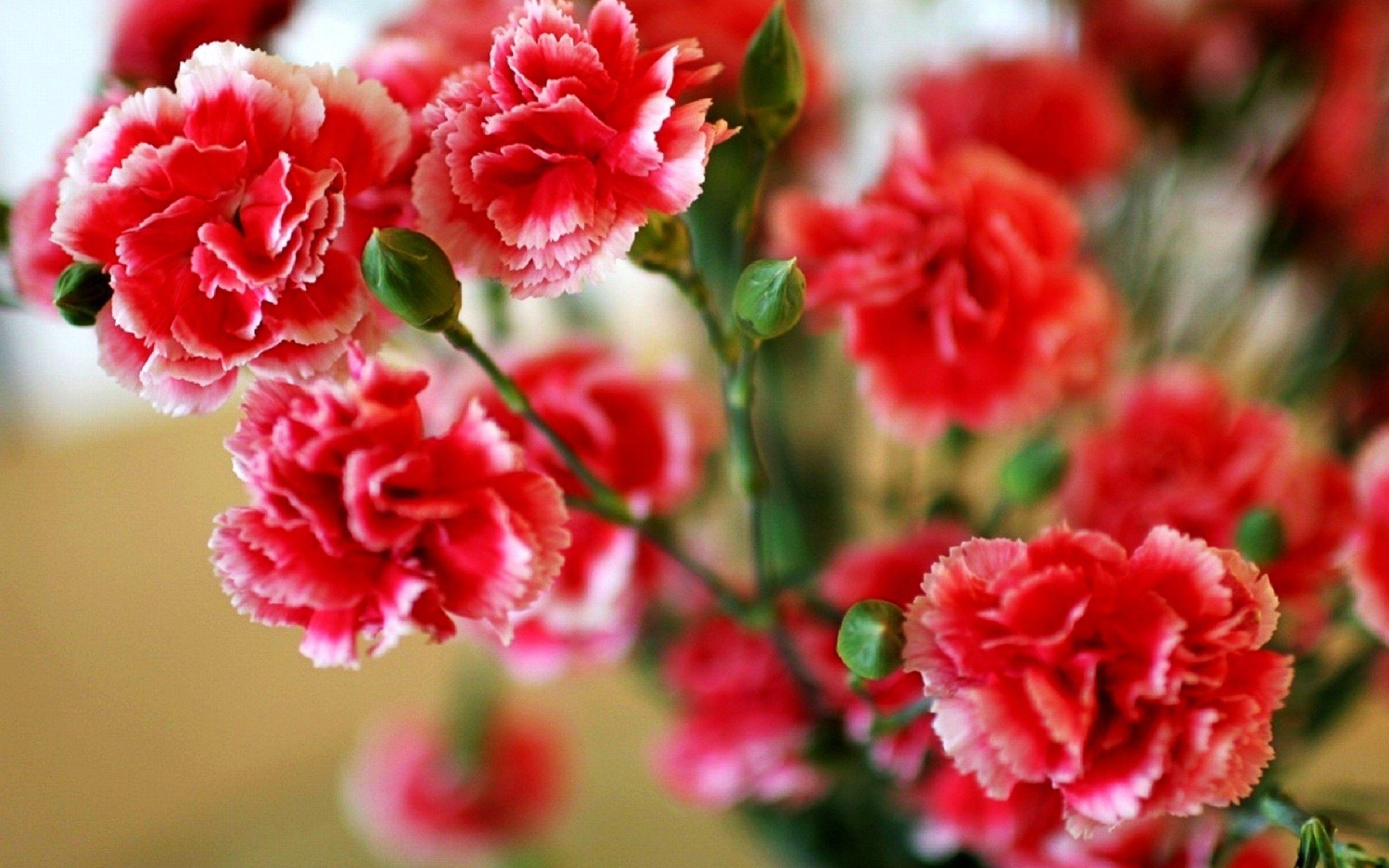 Carnation Wallpapers Wallpaper Cave