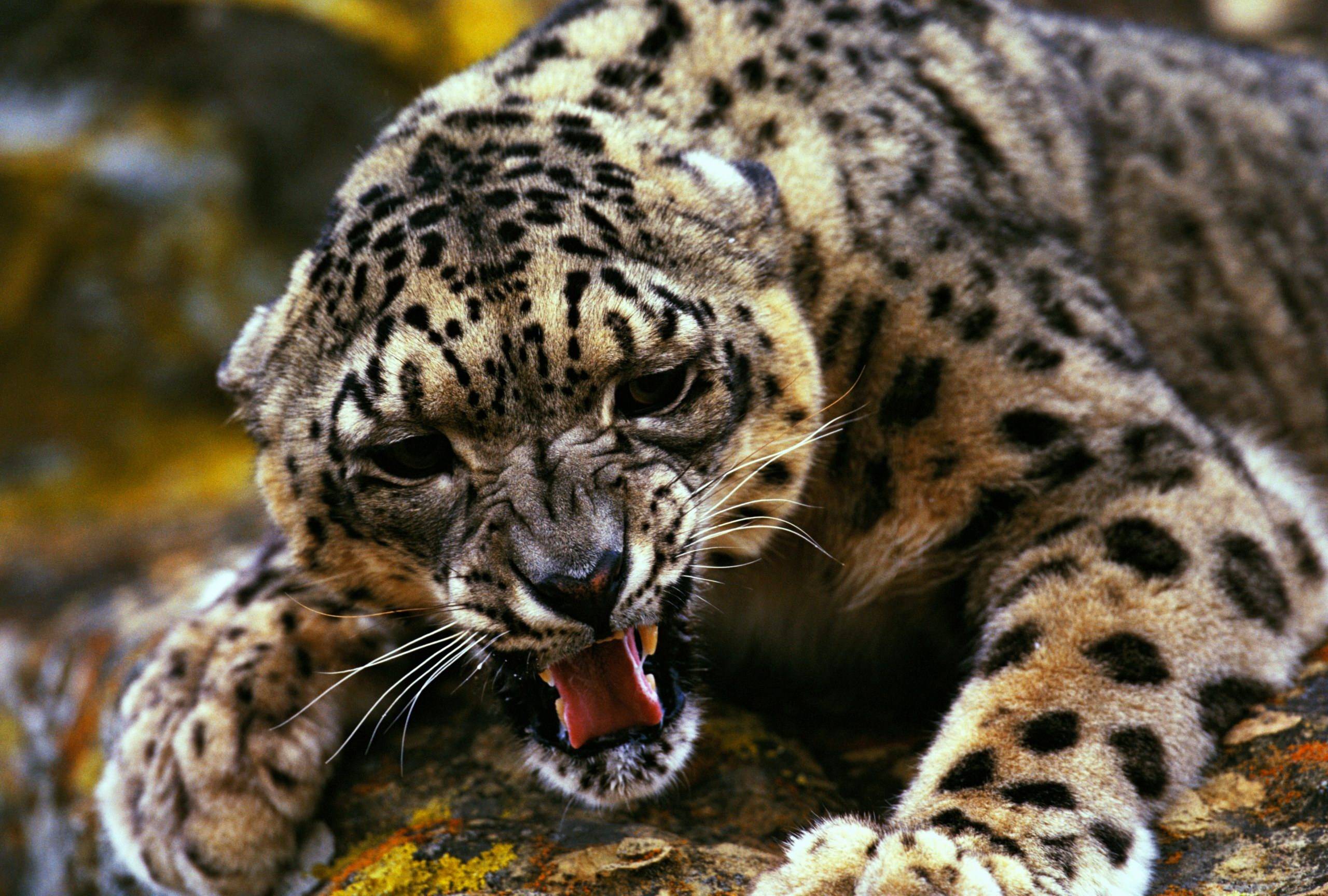 Wild Cats Wallpapers Wallpaper Cave