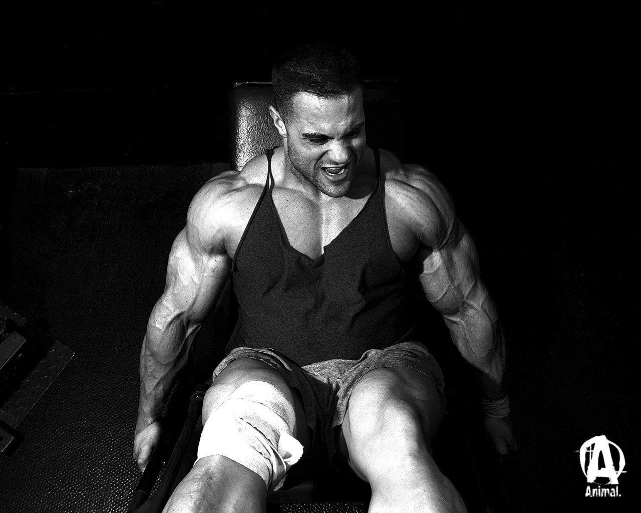 Animal Pak Wallpapers Wallpaper Cave