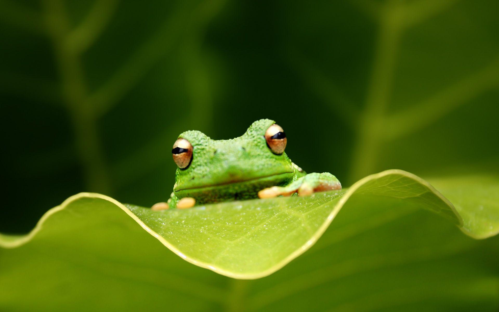 Frog Wallpapers Wallpaper Cave