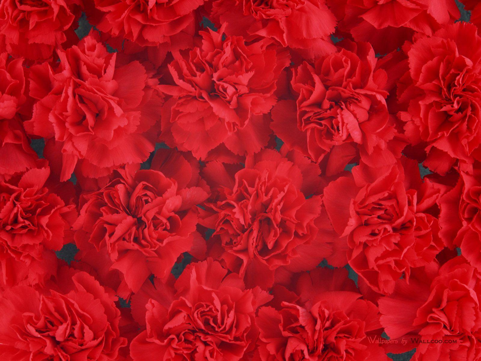 Red Flowers Backgrounds Wallpaper Cave
