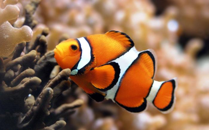 Fish clownfish clown wallpaper wallpapers Nearest ihop near me