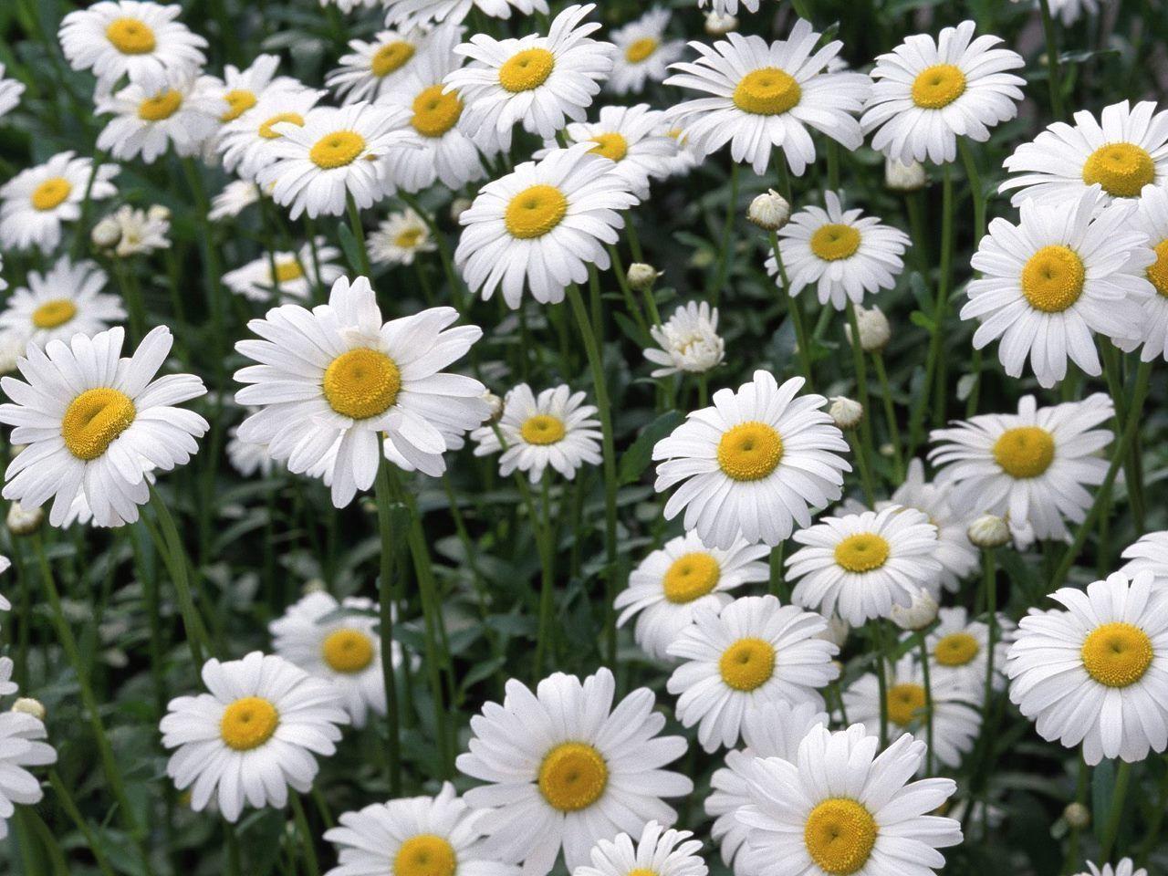Daisy Wallpapers Wallpaper Cave