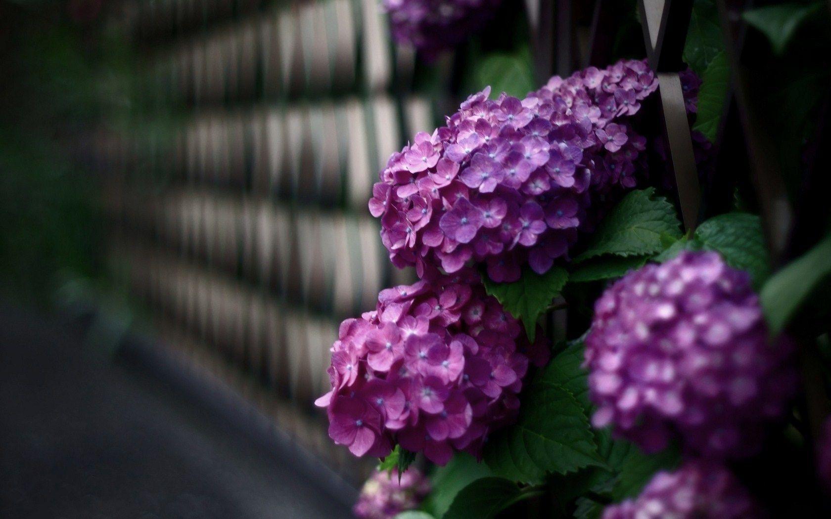 Hydrangea Wallpapers Wallpaper Cave