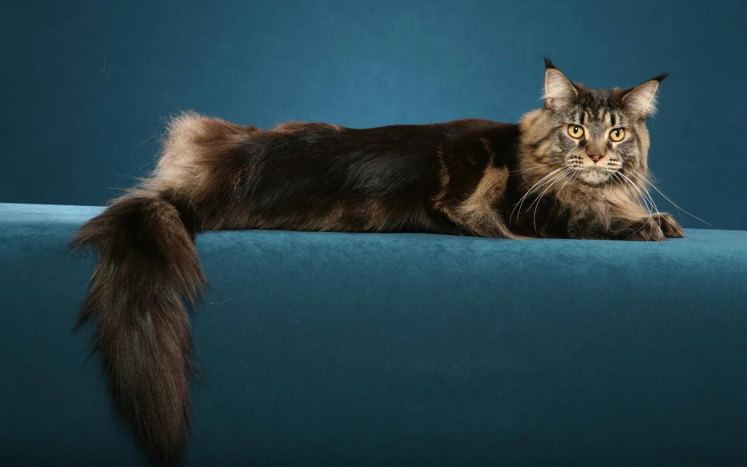 Maine Coon Wallpapers Wallpaper Cave