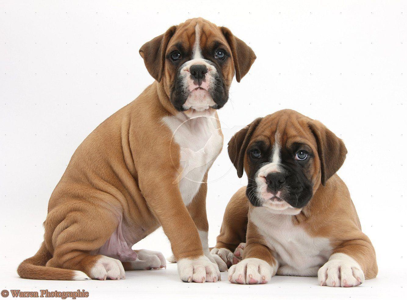 Boxer Dog Wallpapers Wallpaper Cave