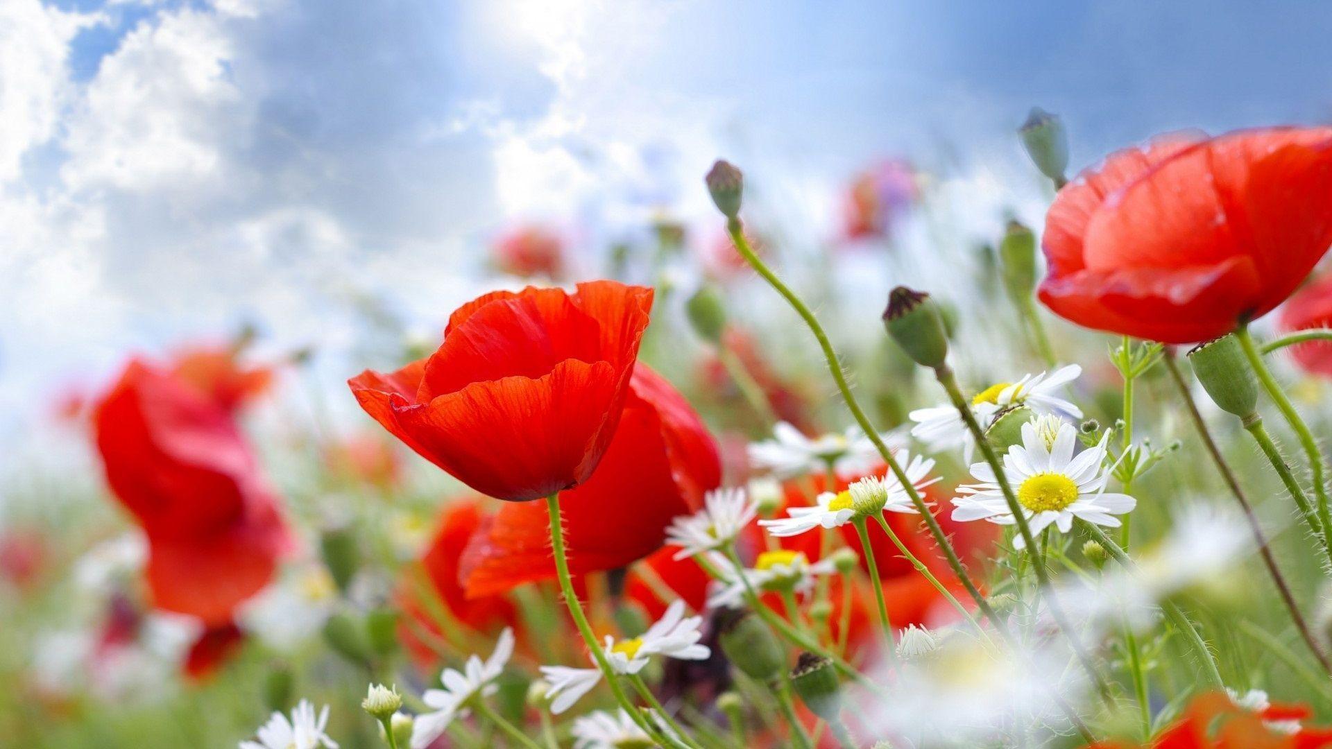 Summer Flowers Wallpapers Wallpaper Cave