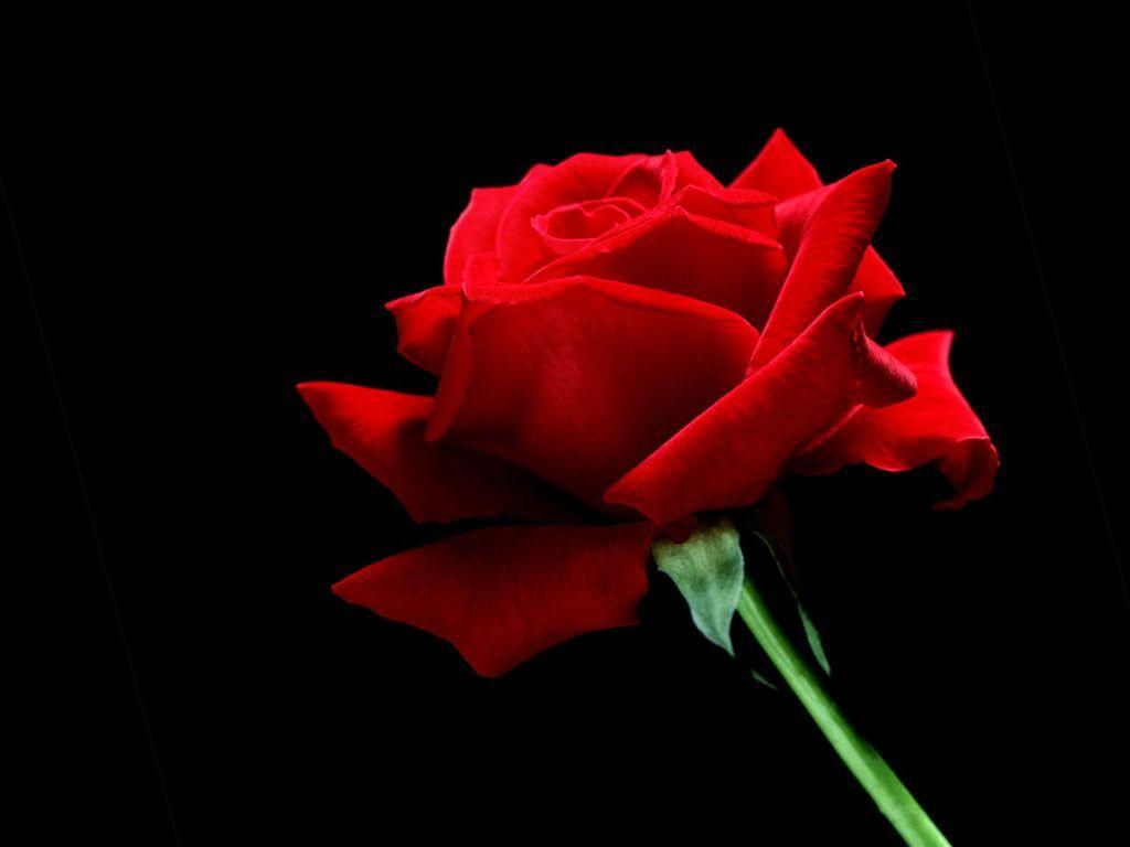 Wallpapers Of Red Rose Wallpaper Cave