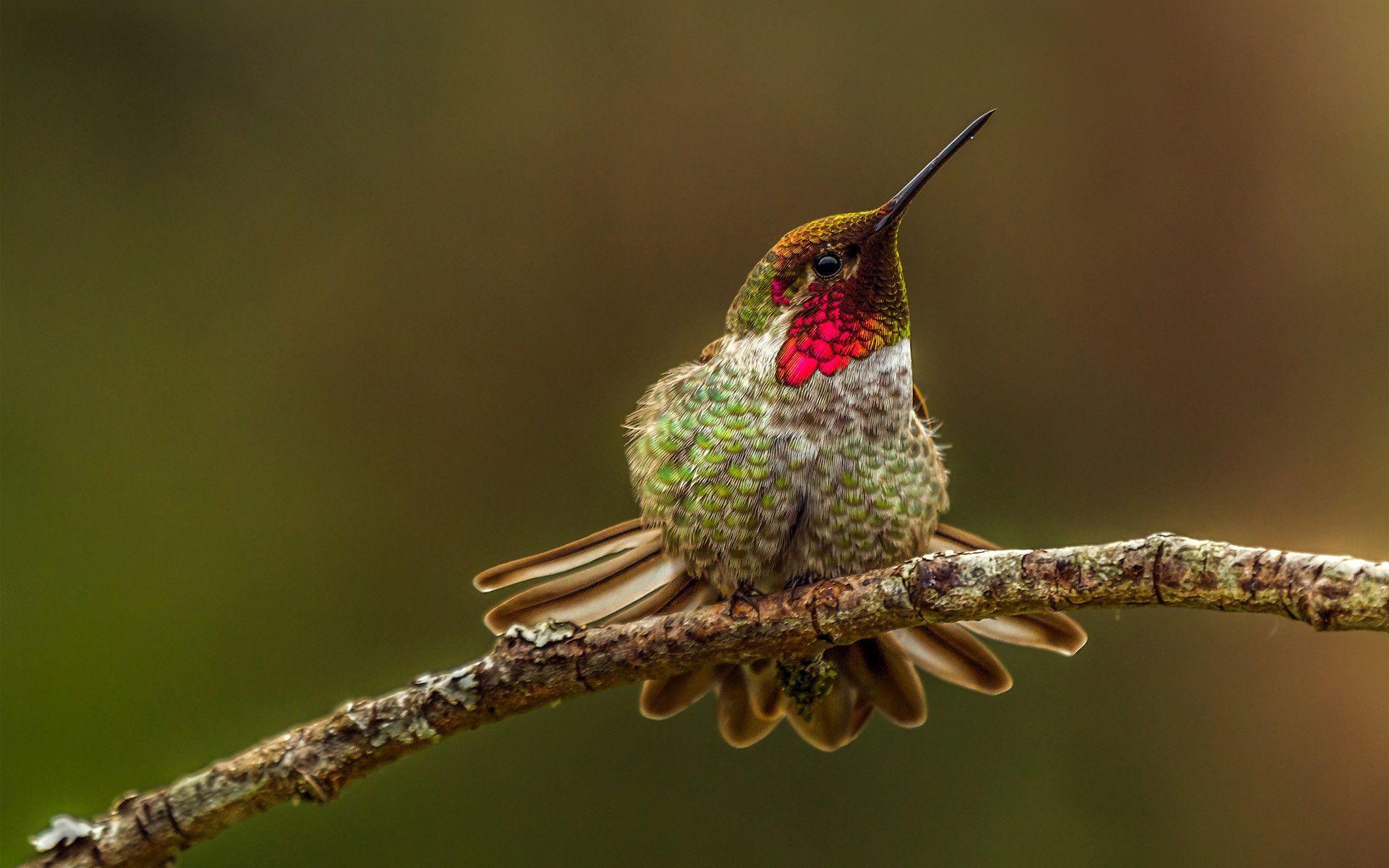 Hummingbird Wallpapers Wallpaper Cave
