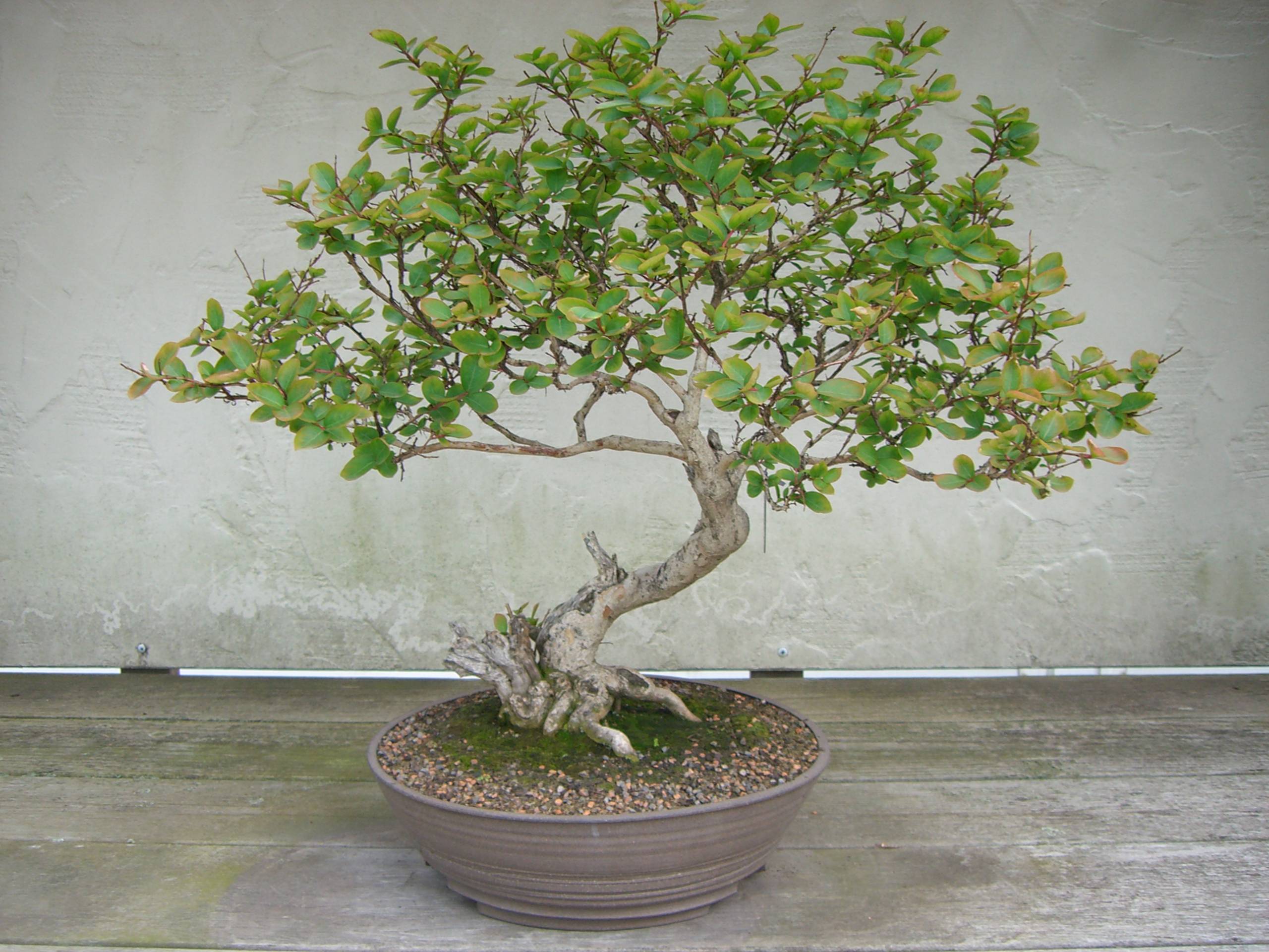Bonsai Tree Wallpapers Wallpaper Cave