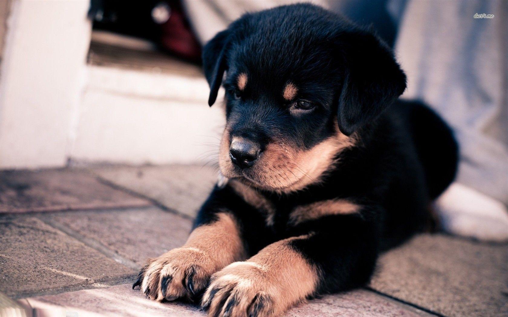 Rottweiler Wallpapers Wallpaper Cave