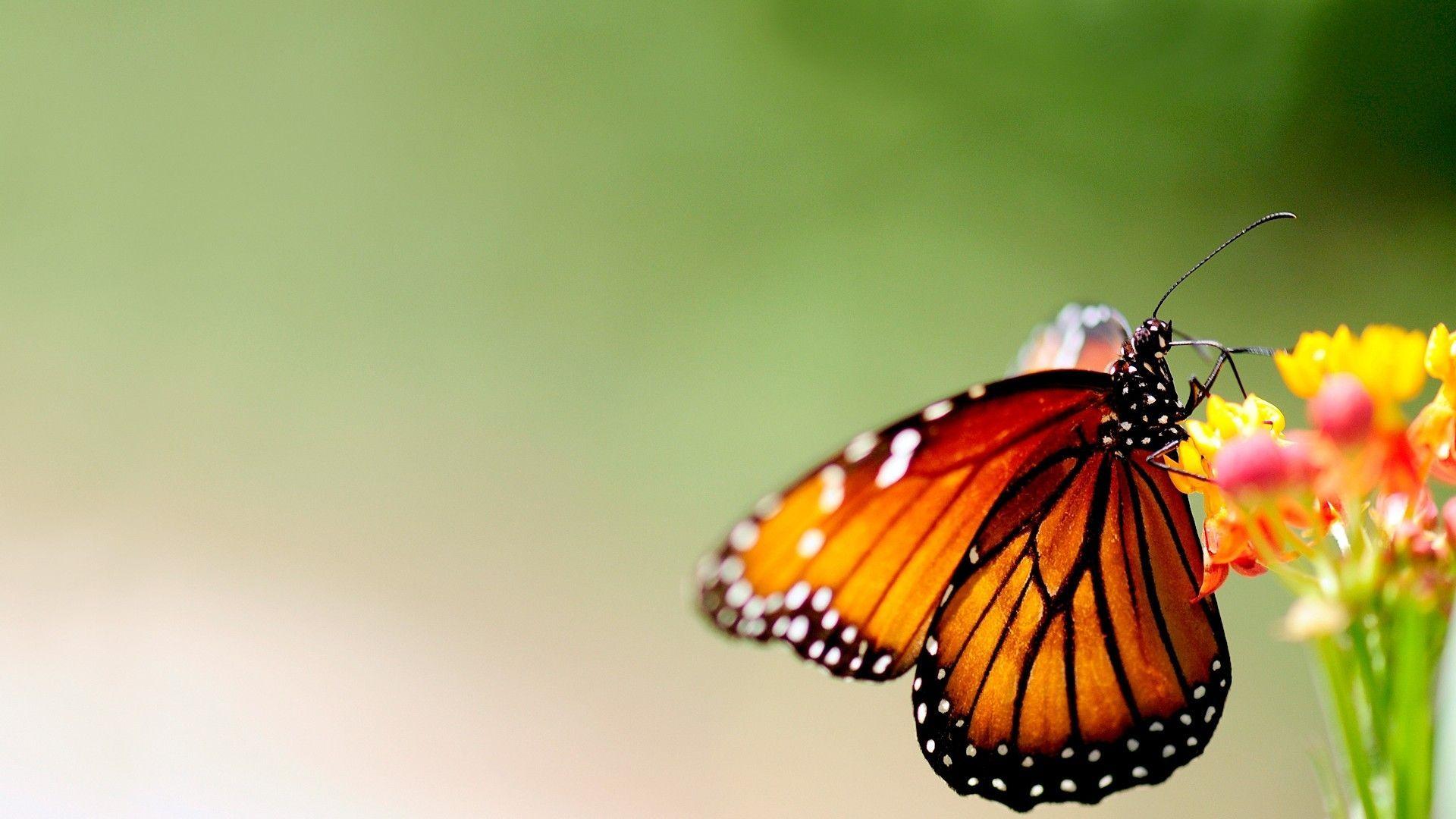 Butterfly Background Images Wallpaper Cave