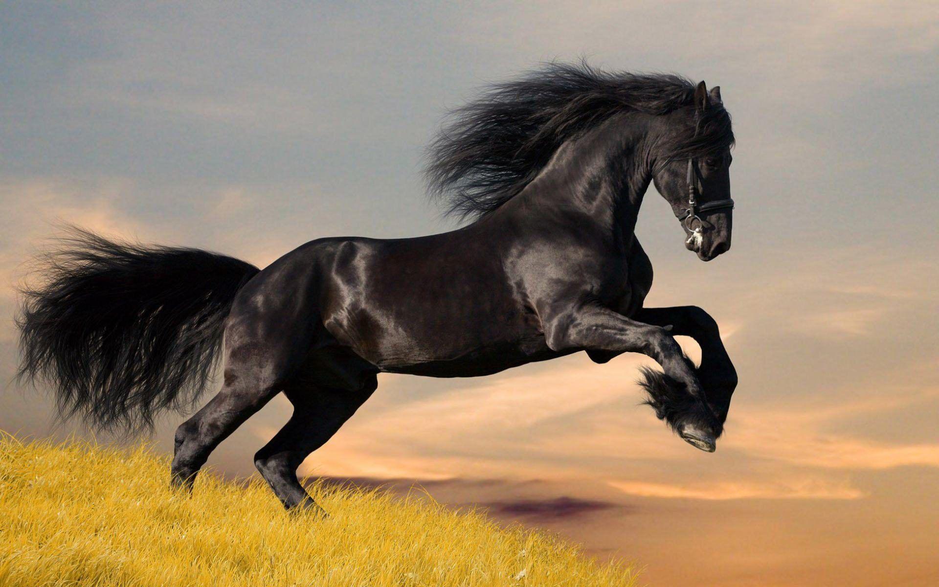 Wild Horses Wallpapers Wallpaper Cave