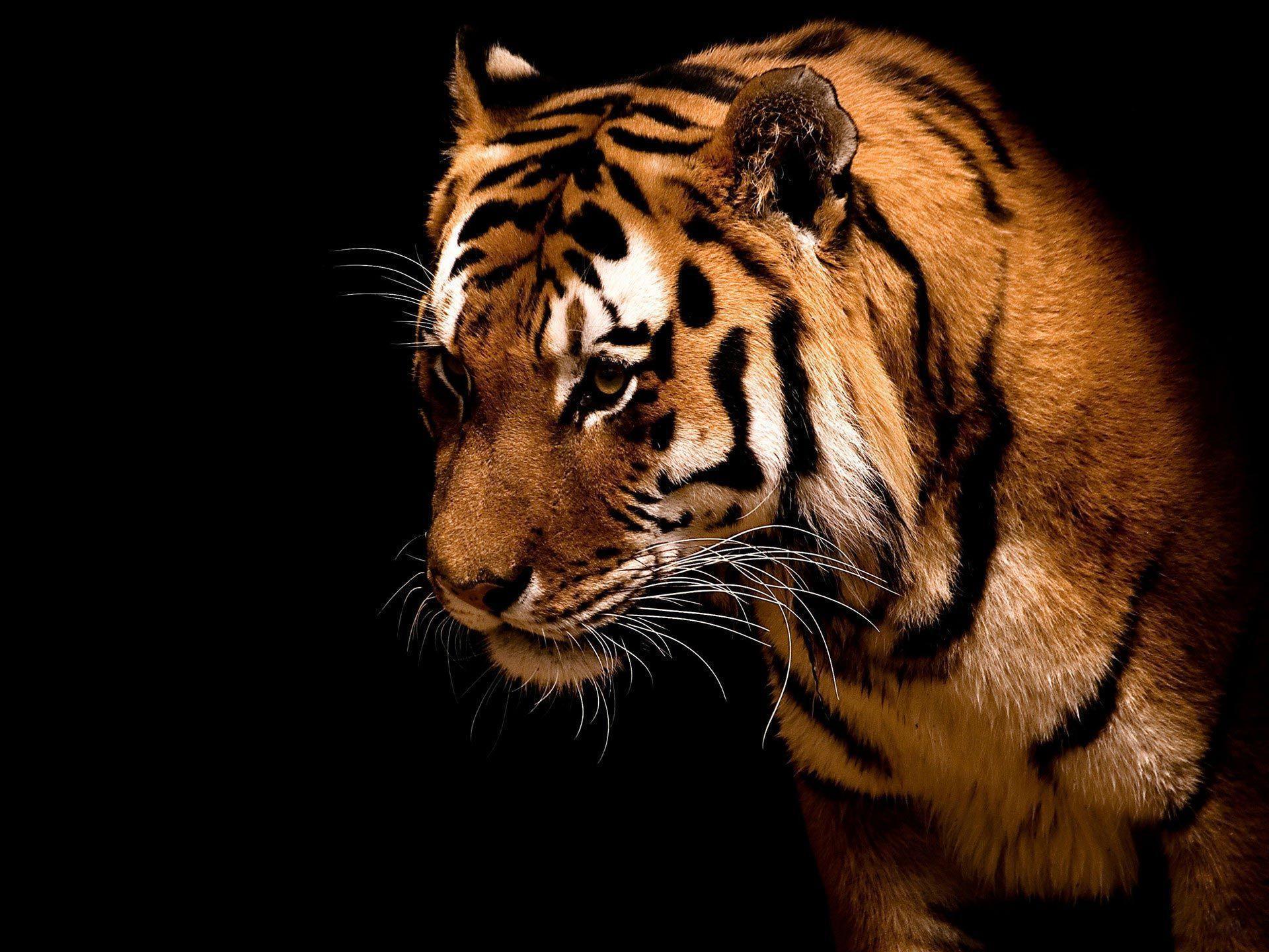 Tiger HD Wallpapers Wallpaper Cave