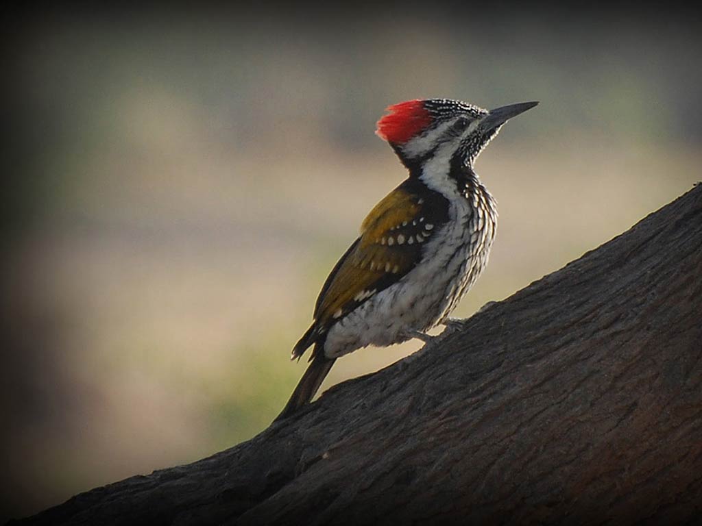 Woodpecker Wallpapers Wallpaper Cave