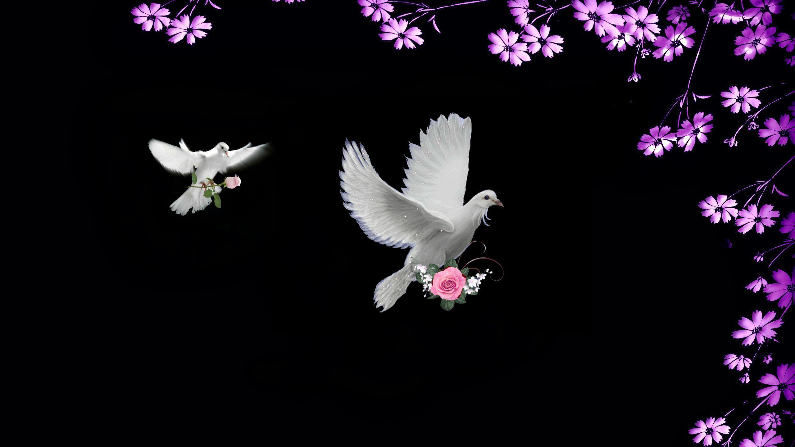 White Dove Wallpapers Wallpaper Cave