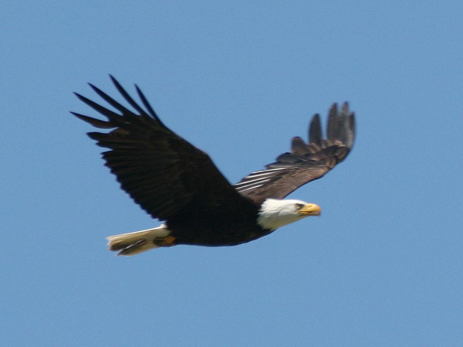 Free Bald Eagle Wallpapers Wallpaper Cave