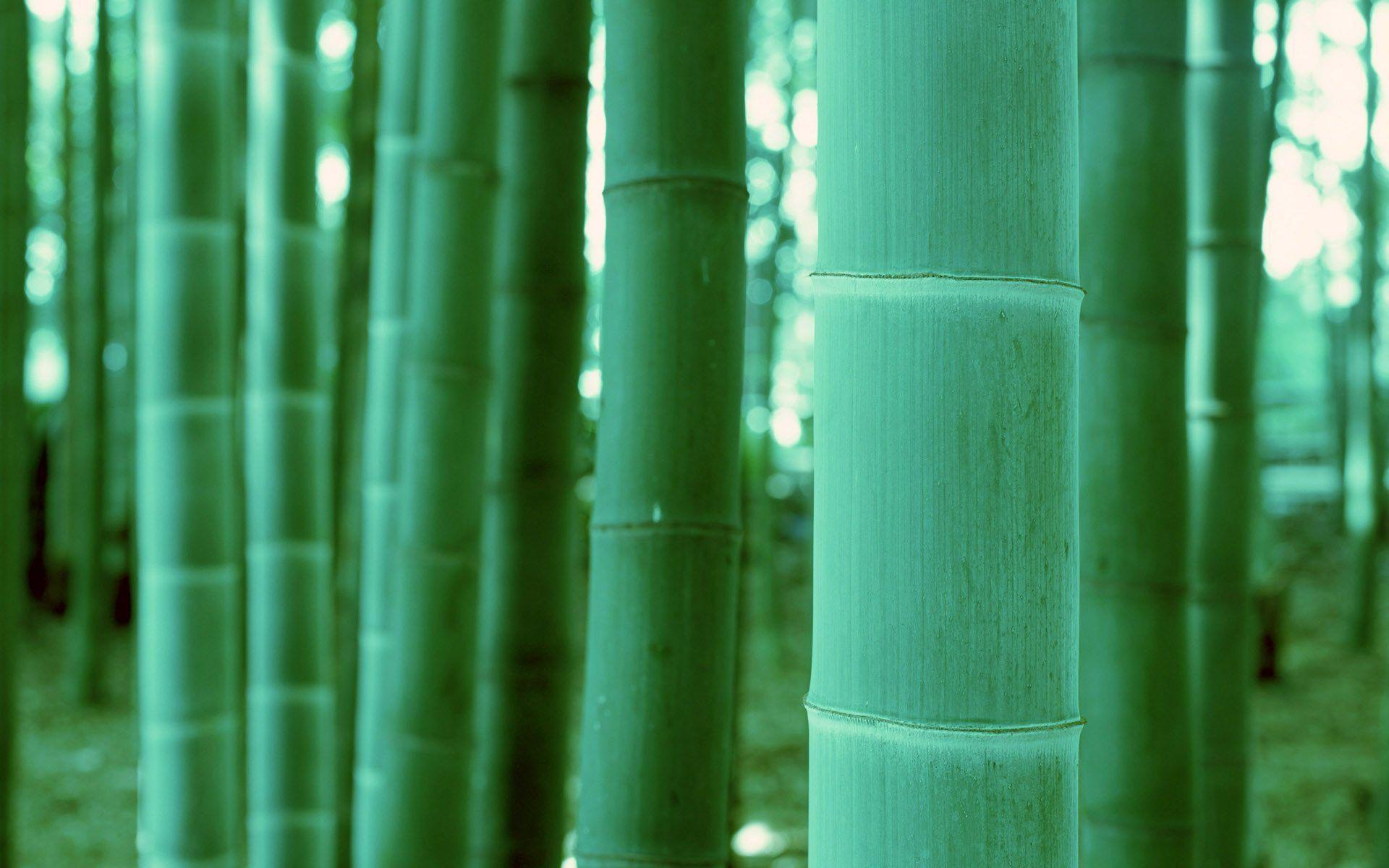 Green Bamboo Wallpapers Wallpaper Cave