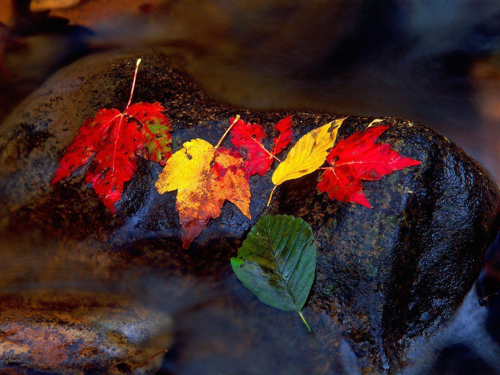 Autumn Leaf Wallpapers Wallpaper Cave