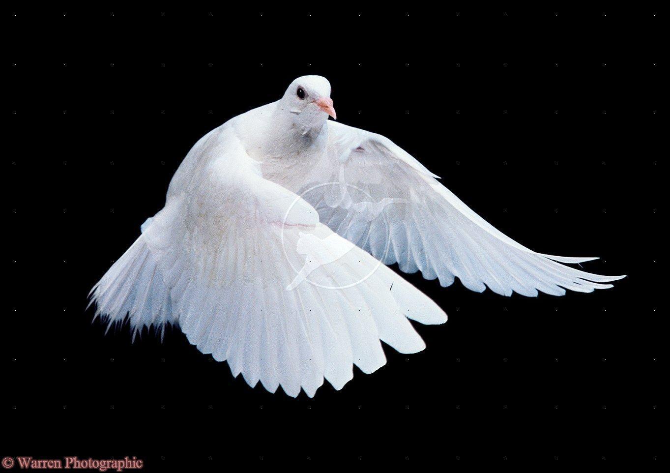 White Dove Wallpapers Wallpaper Cave