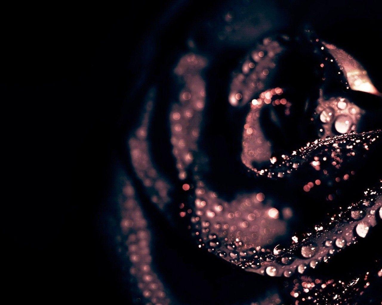 Wallpapers Black Rose Wallpaper Cave