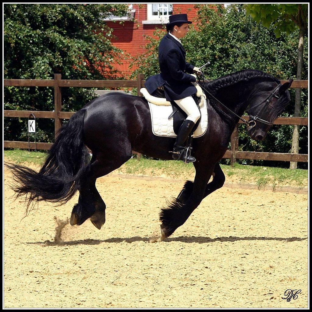 Dressage Wallpapers Wallpaper Cave