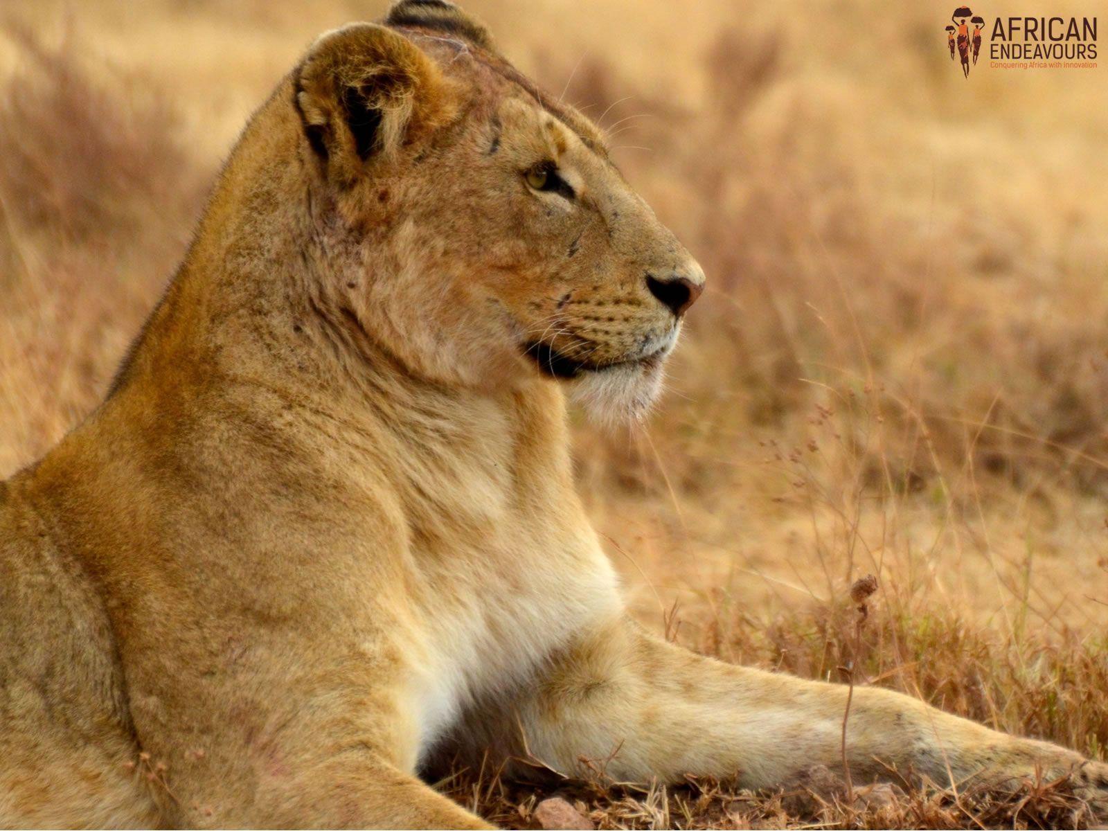 Lioness Wallpapers Wallpaper Cave