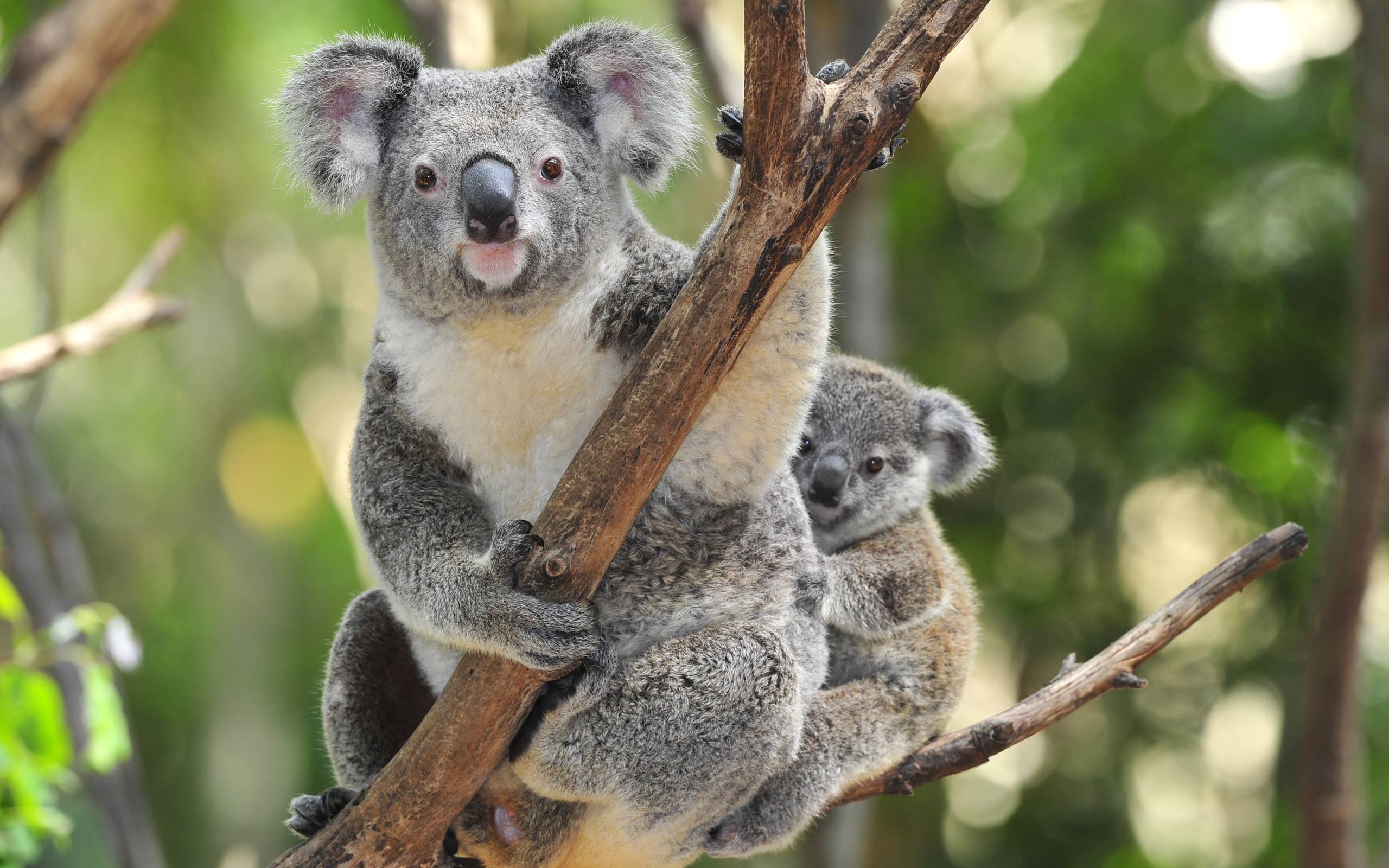 Koala Wallpapers Wallpaper Cave