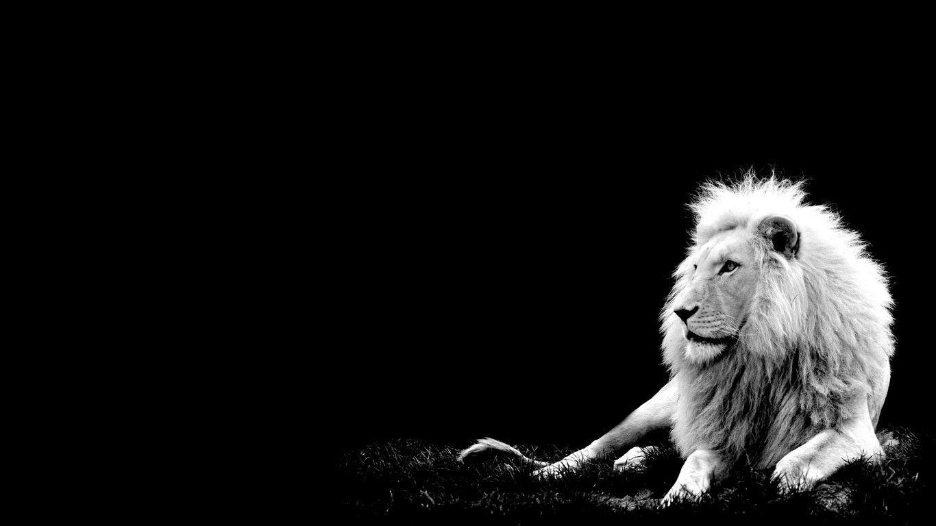 White Lion Wallpapers Wallpaper Cave