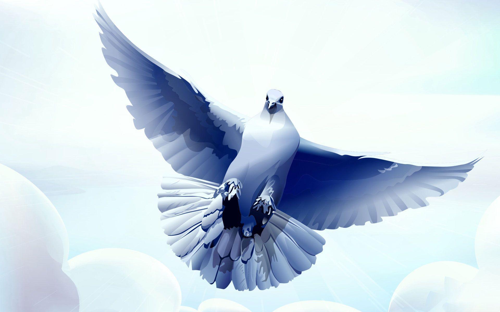 White Dove Wallpapers Wallpaper Cave